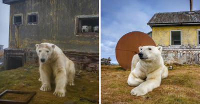 Polar Bears Make Abandoned Buildings Their Homes, Russian Photographer Captures Them Beautifully