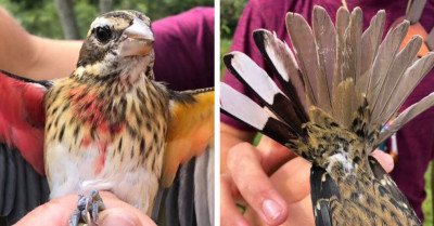This Rare and Beautiful Bird Is Known as a Gynandromorph - Both Male and Female