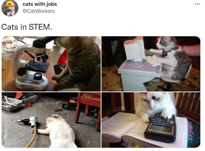11. These cats work very long hours to be good at their jobs, and yes, they give death glares to humanities majors, but we accept them.