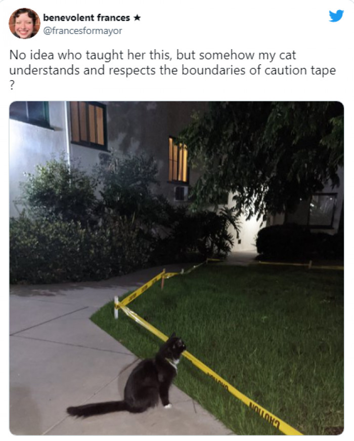 17. Cats respecting boundaries. That's something you don't see every day.