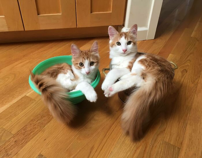 46. Beauties in a trap