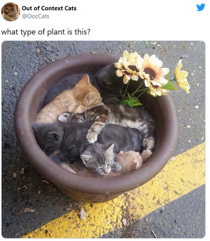 20. I would like to grow a whole garden of this cat flowers