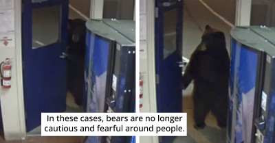 This Bear Casually Strolled Into A Police Station Just To Take A Look Inside