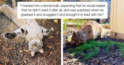 Rescued Wild Cat Loves Playing With And Cuddling Fennel