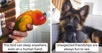 21 Posts Show Us That Furballs And Feathered Creatures Exist To Make Us Humans Smile
