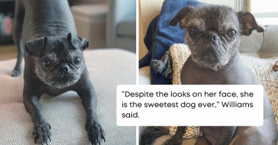 Dorothy The Hairless Pug Is Just As Adorable As She Is Peculiar