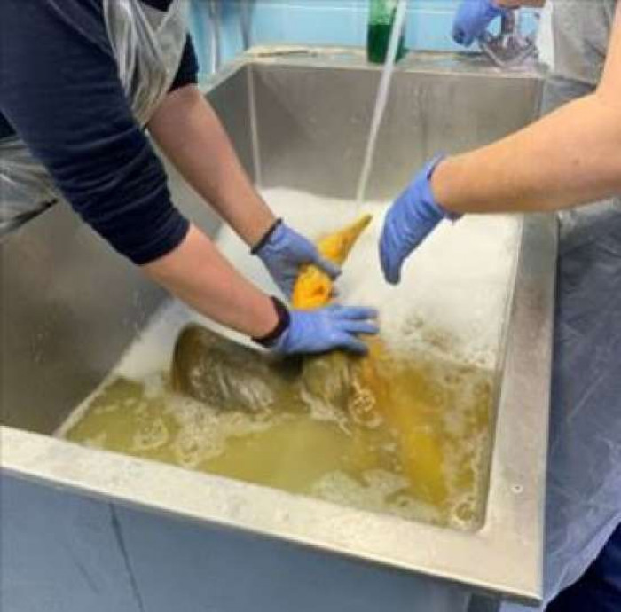 They named it Vinny, after vindaloo, an Indian dish.