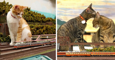 Adorable Stray Cats Keep This Diorama Restaurant Running Despite Challenges During The Pandemic By Chilling On The Miniature Models