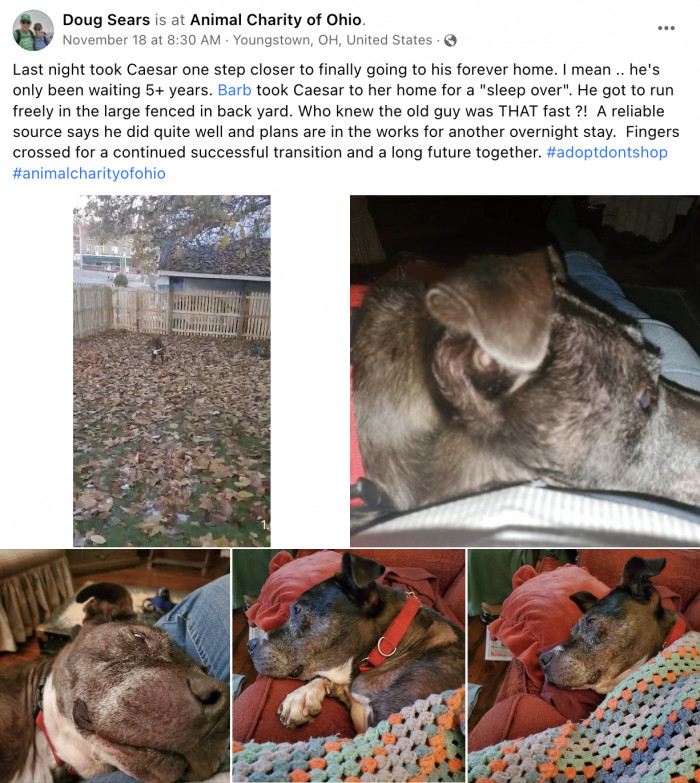 After sharing Caesar's story on his Facebook account, someone interested in adopting Caesar reached out to Doug!