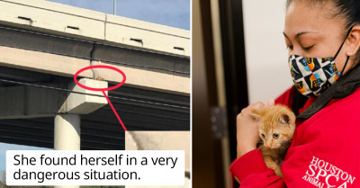 Tiny Tabby Cat Was Miraculously Rescued From A 30-Foot-High Highway Beam