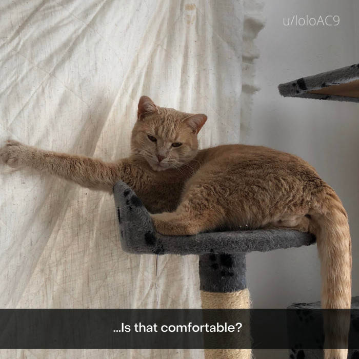 20. Meowy Interesting.