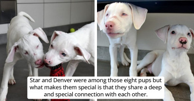 Shelter Puppy Won't Leave Deaf and Blind Sister Behind, and Now They're Looking for a Home Together