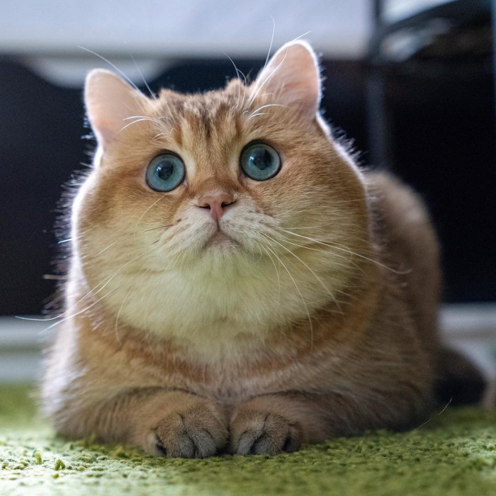 21 Of The Most Beautiful Cats In The World That Are Worth Melting For