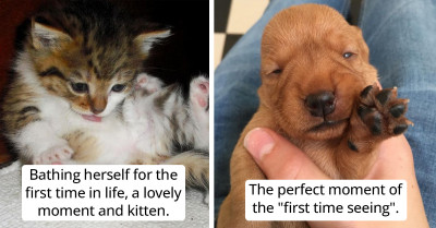 16 People Shared Their Proudest Moments Of Happy Pets Doing Something For The First Time
