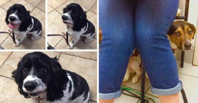 When These 23 Dogs Knew They Were Headed to the Vet, Their Reactions Were Priceless