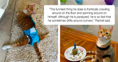 Adorable, Paralyzed Cat Is Bringing Smiles and Awareness to Social Media