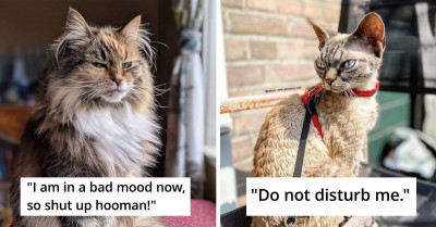 The Don't-Mess-With-Me Expressions Of These 25 Grumpy Cats Will Surely Amuse You