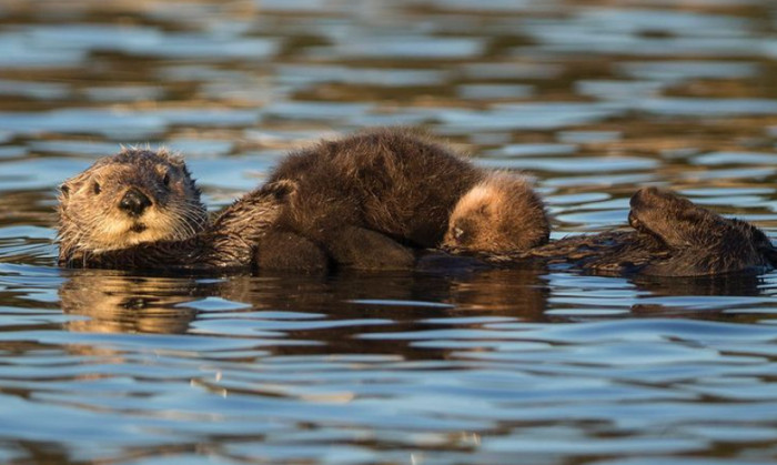 Baby otters are the best way to brighten your day
