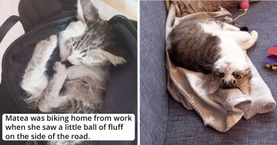 Rescued Stray Kitten Fell Asleep In Cyclist's Backpack As Soon As He Realized He Was Safe