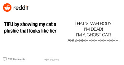 Cat Becomes Hysterical When Confronted With A Plushie That Looks A Little Too Much Like Herself