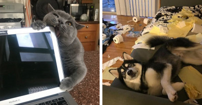 15 Times People Took A Photo Of Their Pets At The Perfect Time That Will Make You Smile