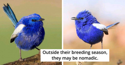 Meet The White-Winged Fairy-Wren, A Glistening Feathered Jewel, Dazzling Like A Bright Blue Sapphire