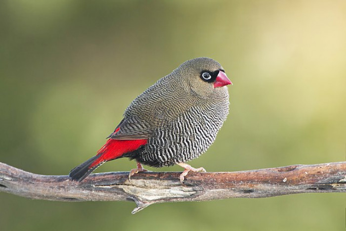 Its plump little body, bright red beak, and sky-blue rimmed eyes are surely a great sight to spot in the wild. It may be quite challenging to track it down, but they are usually near the water.