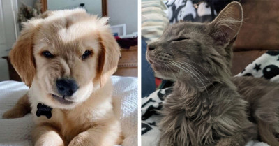 22 Pictures Of Incredible Animals Whose Cuteness Left People Stunned