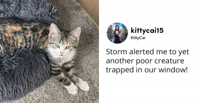 Cat Discovers A Snake Trapped In Their Window And Calls Her Owner For Help