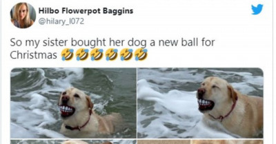 21 Hilarious Animal Tweets That Will Seriously Make Your Day