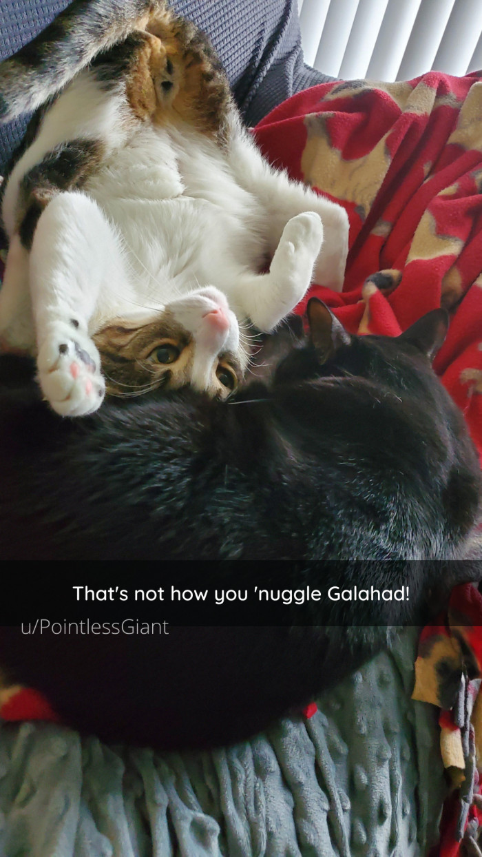 32. This may not be how YOU snuggle, but it is clearly how Galahad snuggles.