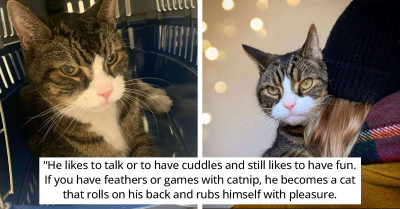 Poor Stray Cat Climbs Into A Family’s Trash Bin And Begs To Be Saved