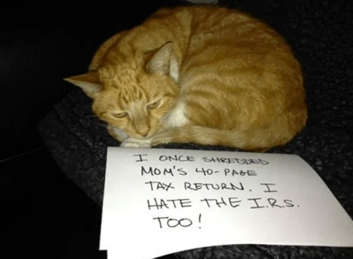 12. I once shredded Mom's 40-page tax return.