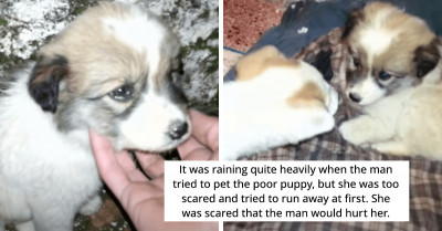 This Pup Got Lucky On A Stormy Night By Finding Shelter And A Family