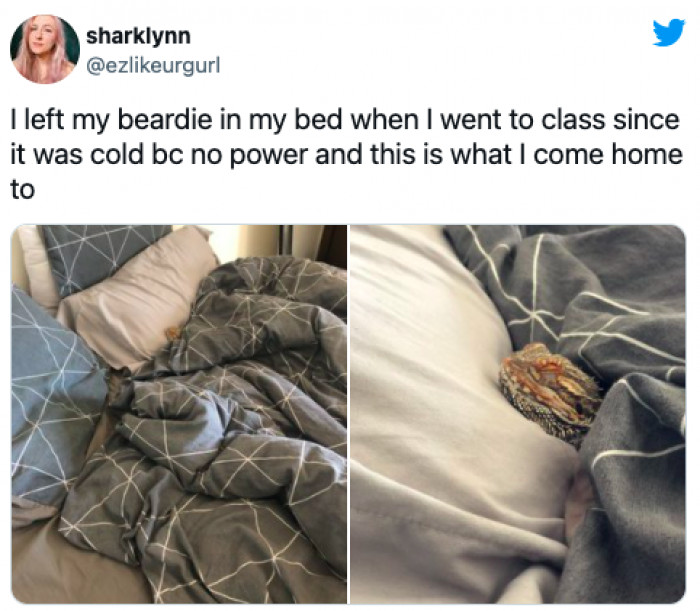 25+ Super Wholesome Animal Tweets That Are Worth A Retweet, Favorite ...