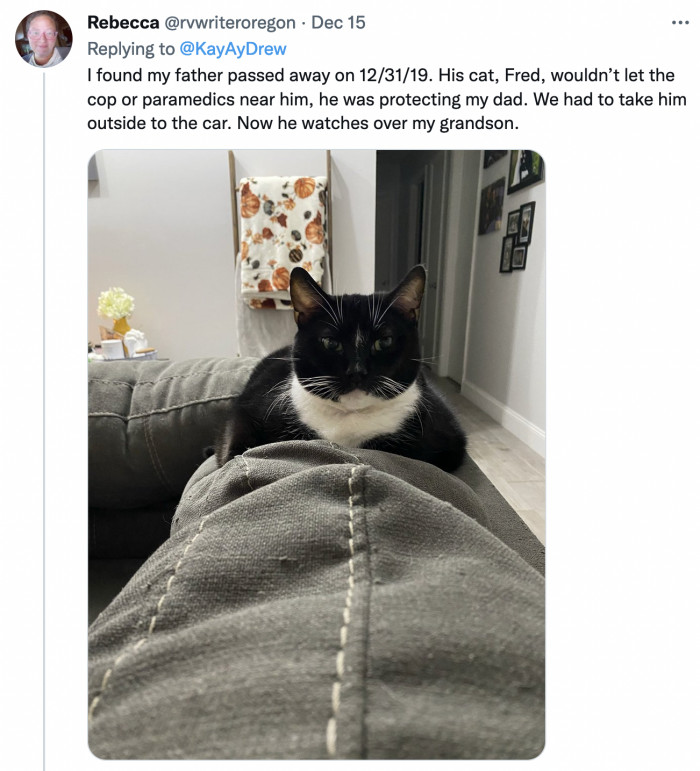 Hero kitties are here to build the league of pets too