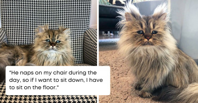 Spoiled Cat Has A Permanent Bad Hair Day, And It's Utterly Adorable