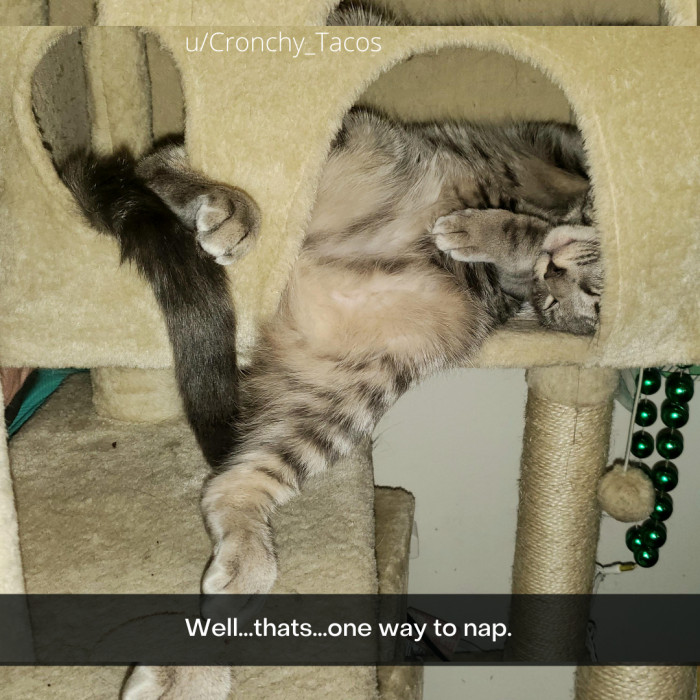 10. That's one way to nap that nobody would have tried if not for this cat.