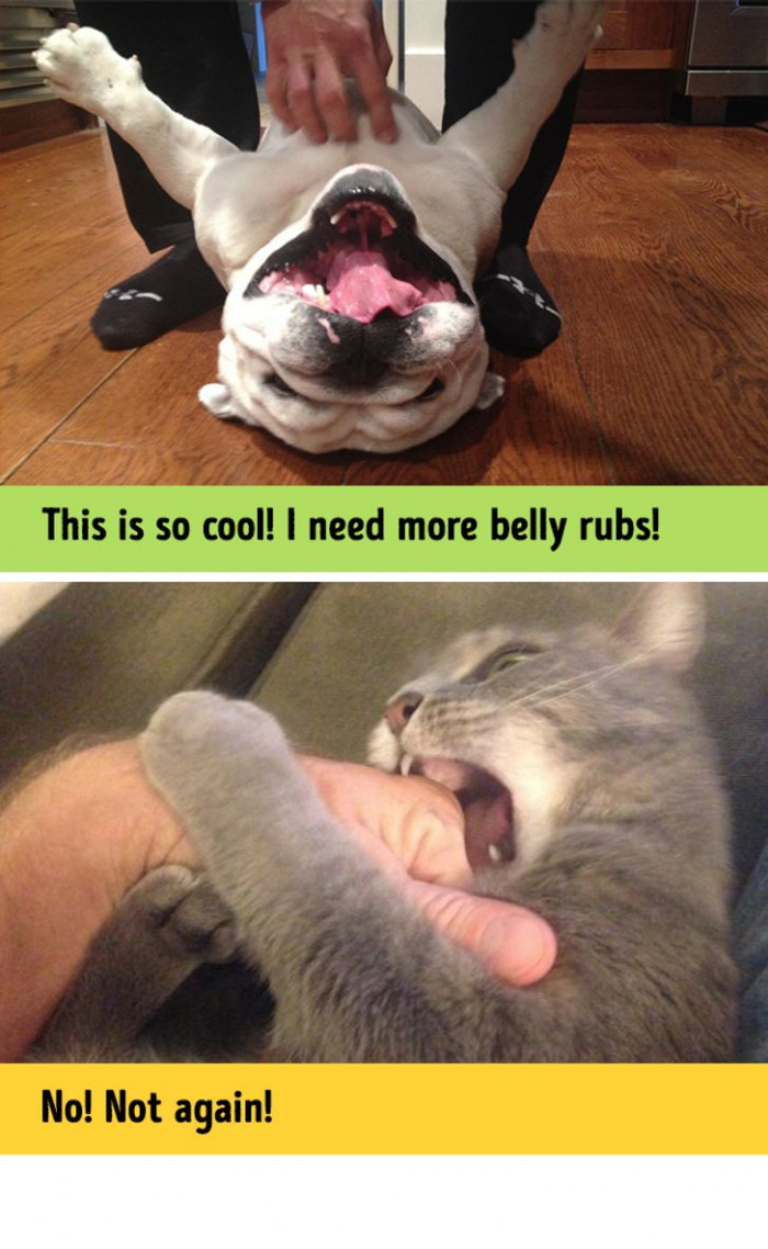 #10 Belly rubs produce two different reactions.