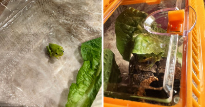 Guy Finds Frog Inside His Lettuce Box and Ends Up Adopting It