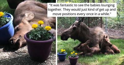 Alaska Man Gets The Nicest Surprise – A Mama Moose Turned His Backyard Into A Nursery For Her Babies