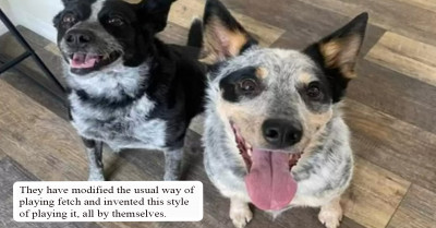 A Unique Way Of Playing Fetch Has Been Invented By These Creative Doggos