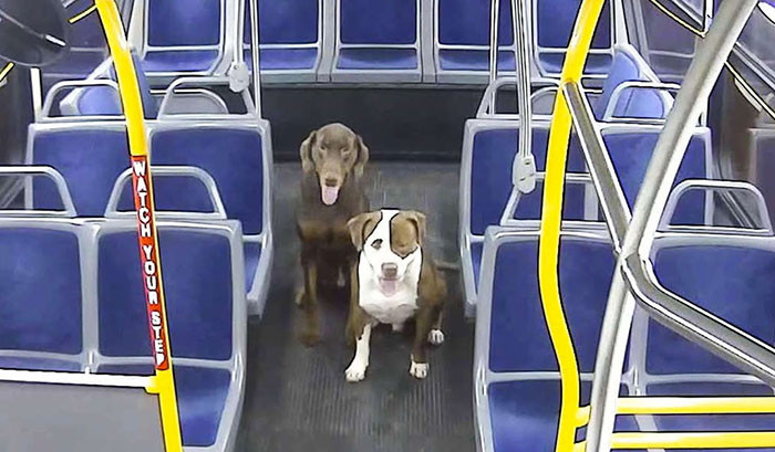 Look at them just chillin' inside the bus