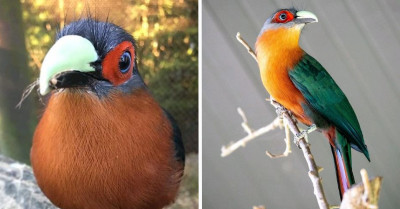 Striking Bird With A Clownlike Appearance That Is Sure To Make Your Heads Turn