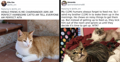 35 Twitter Users Post How Cats Would Write Their Grievances On The AITA Subreddit