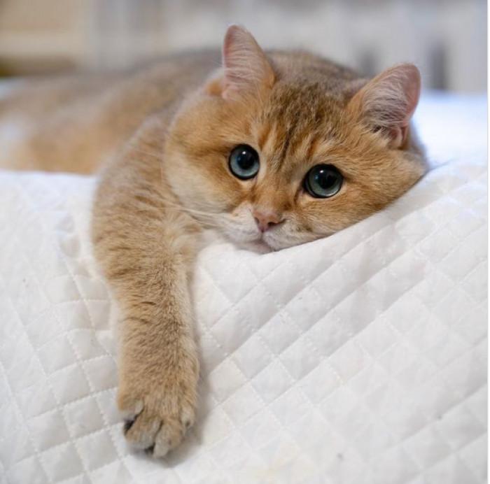 23. Hosico's look can make you do anything for him