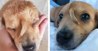 Cute Rescued Puppy Was Born With The Cutest Tail On His Head