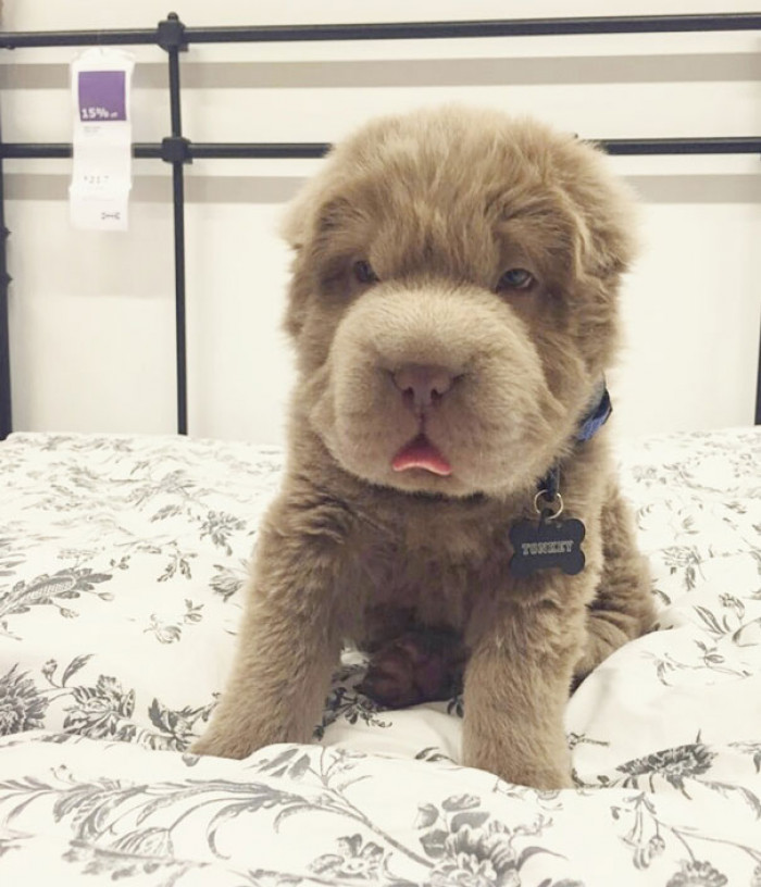 #16 I can't EVEN! He looks like a wittle bear!
