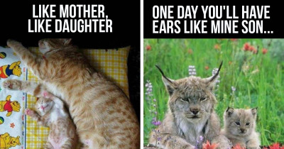 Adorable Photos Of Cats With Their Kittens That Will Bring Happiness To Anyone's Day