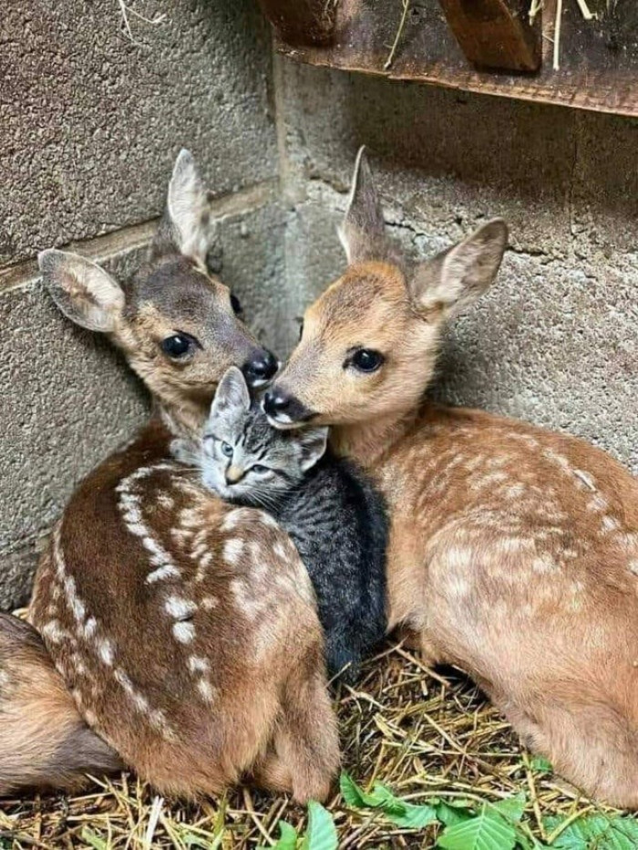 1. “A kitten sandwiched between 2 fawns.” Simply adorable